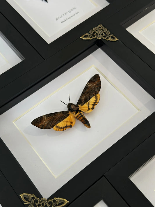 Large Death-Head Moth from Lepidora with detailed dark wings and distinctive skull-like pattern on its thorax.