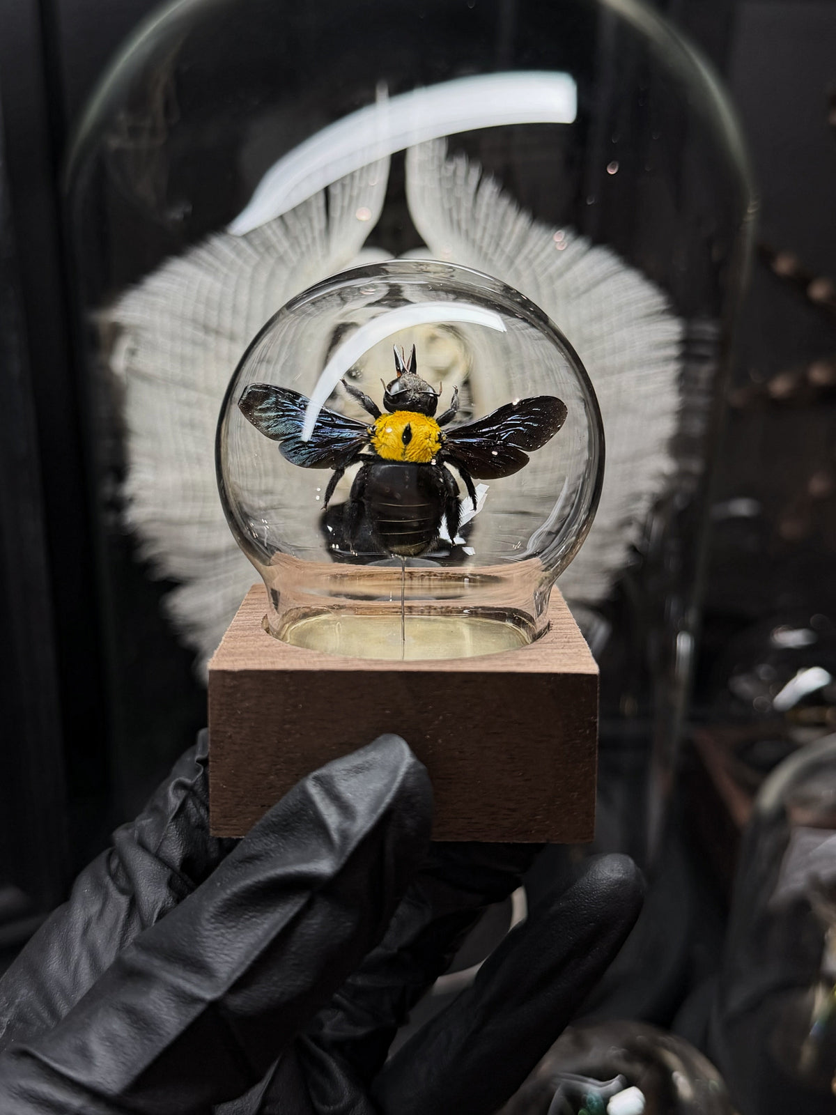 Great Carpenter Bee Bubble