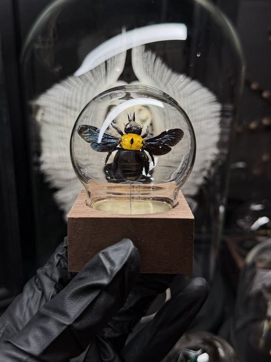 Great Carpenter Bee Bubble