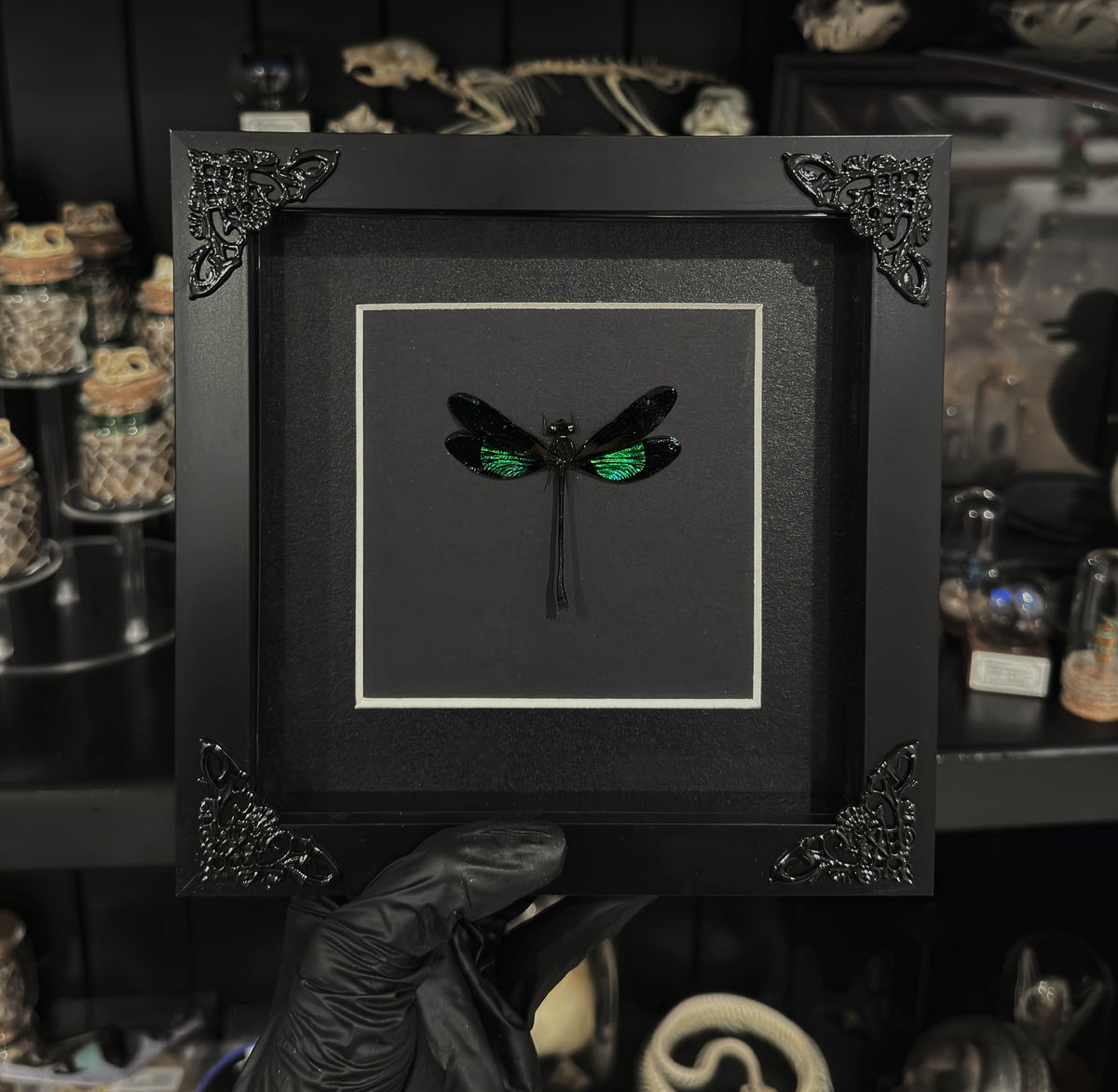 Green DragonFly (Euphaea variegata)
