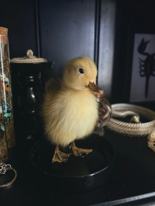 Yellow Duckling (Dome)