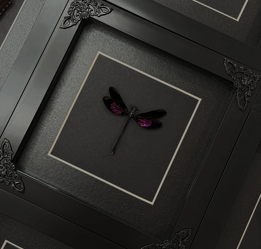Purple DragonFly