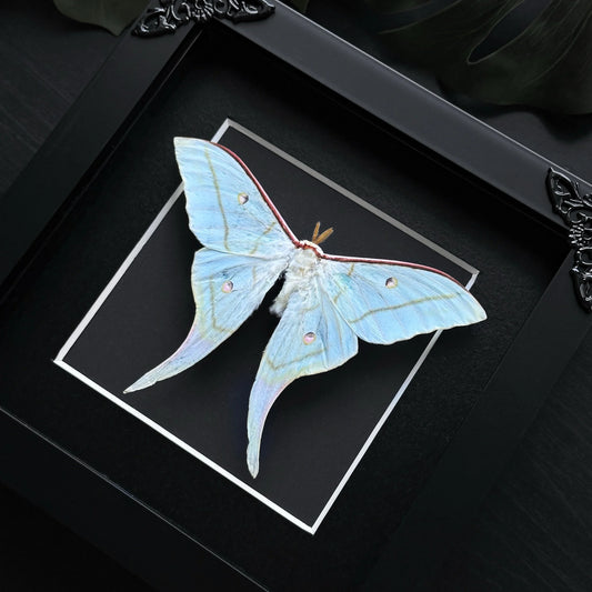 Indian Luna Moth