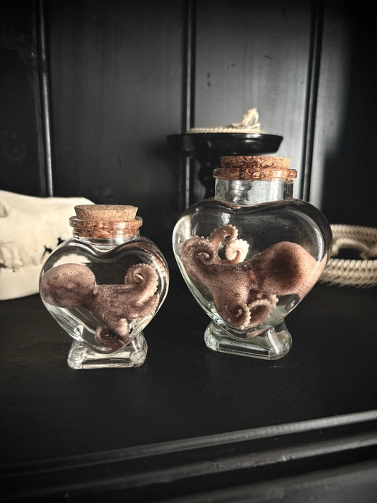 Octopus Wet Specimen