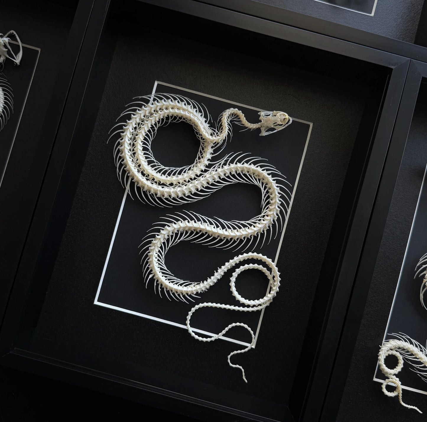 XL Rolled Snake Skeleton