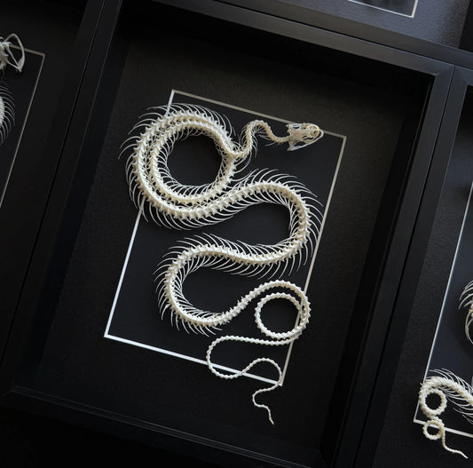 XL Rolled Snake Skeleton