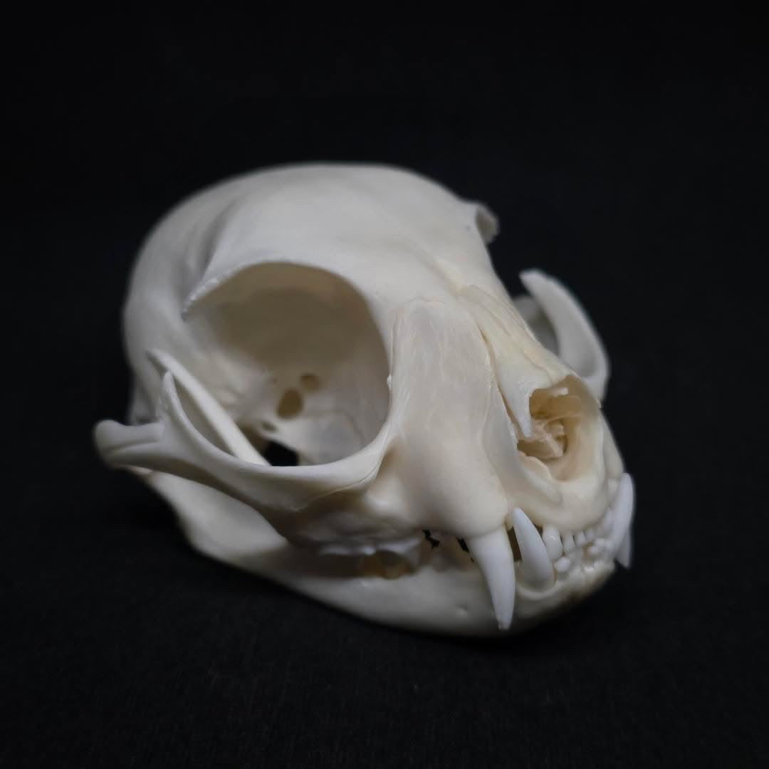 Feral Cat Skull