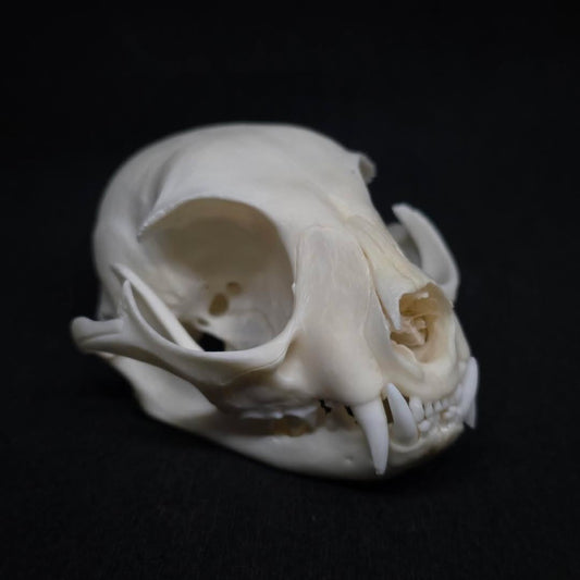 Feral Cat Skull