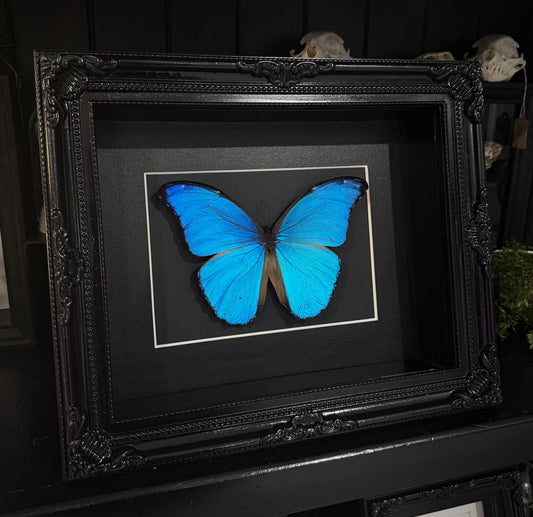 Morpho Didius Gothic Frame