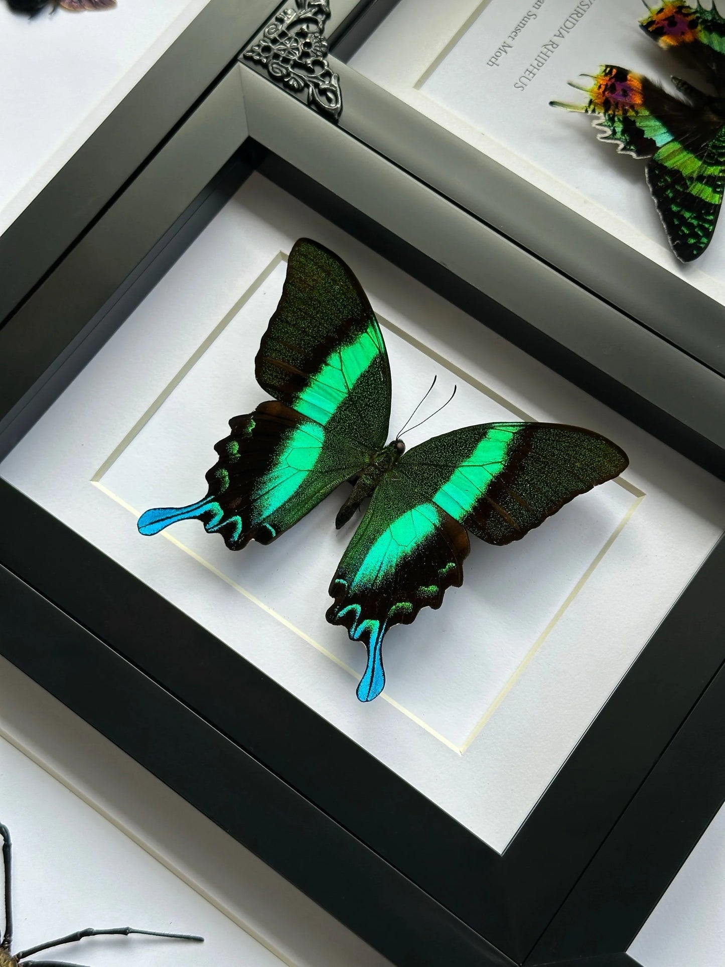 Peacock Swallowtail