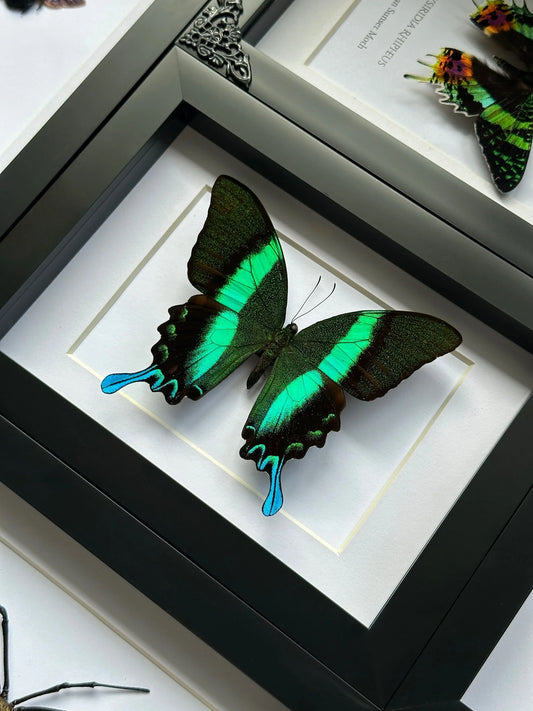 Peacock Swallowtail