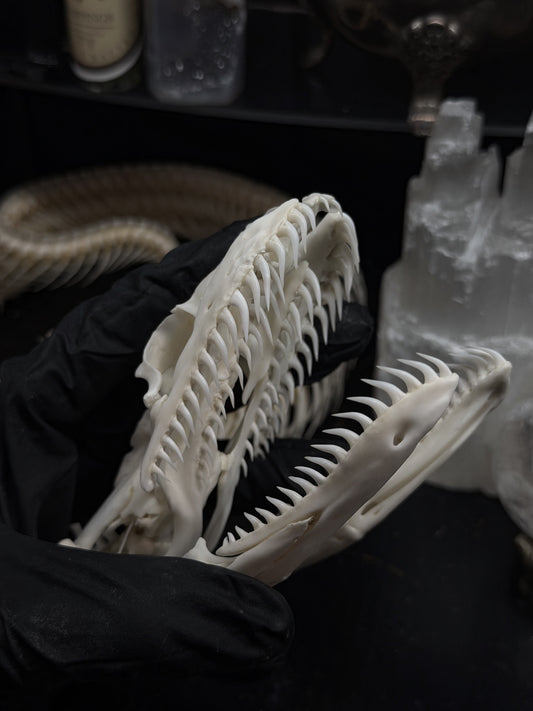Python Skull
