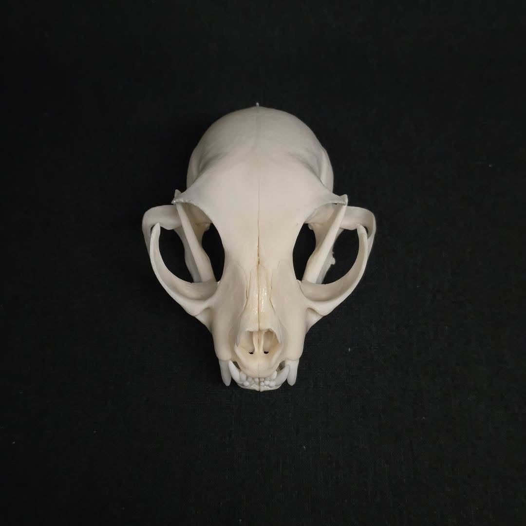 Feral Cat Skull