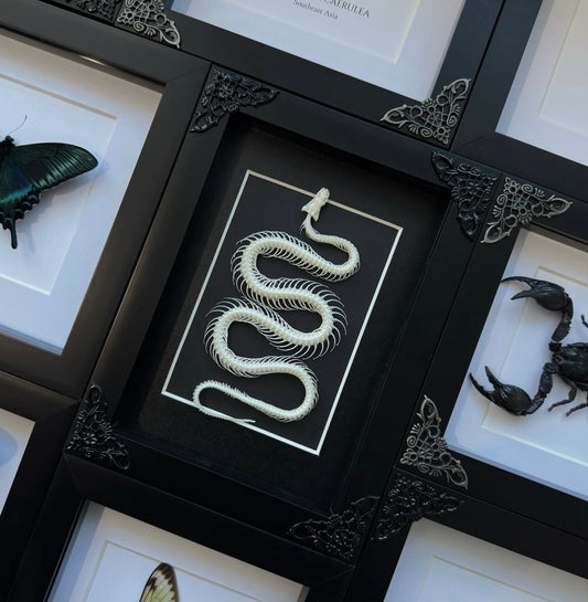 Smooth Slug Snake Skeleton