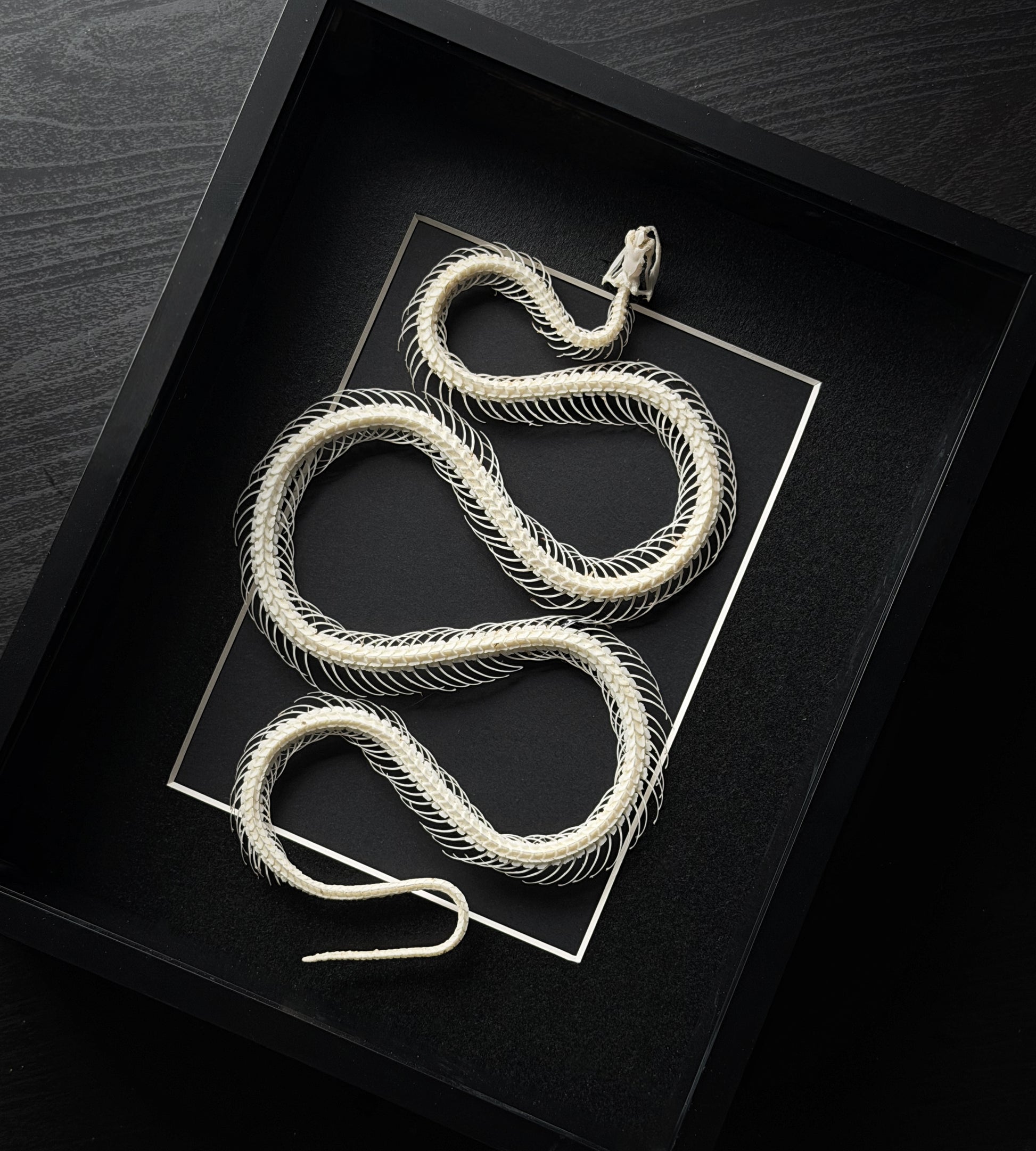 Curved snake skeleton display by Lepidora Entomology, showing detailed bones and curved spine on a neutral background.