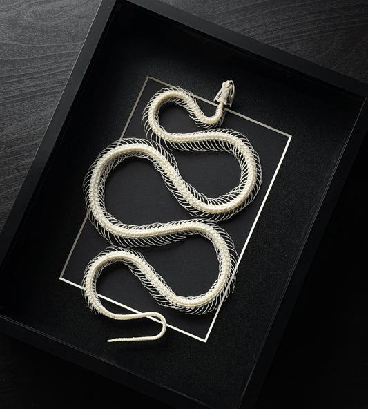 Curved snake skeleton display by Lepidora Entomology, showing detailed bones and curved spine on a neutral background.